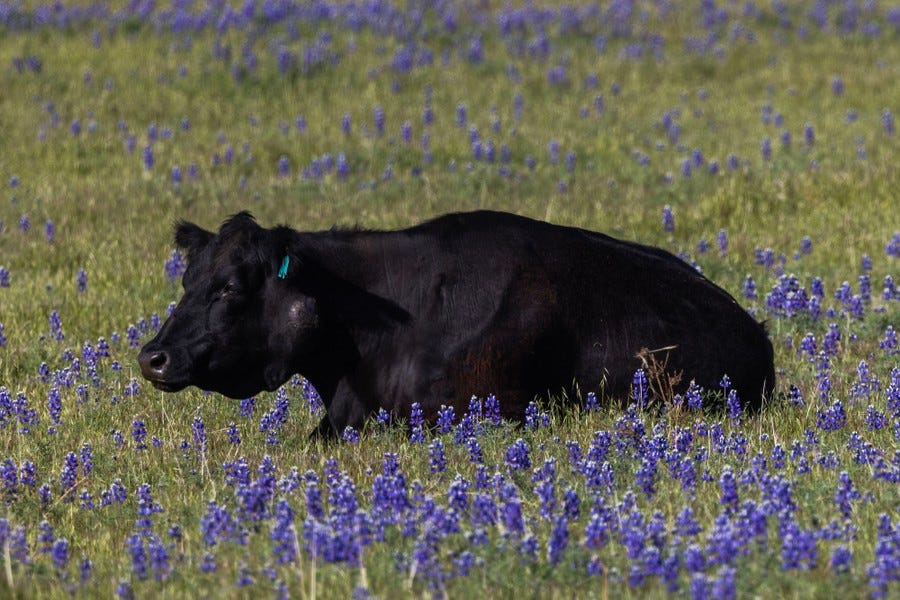 A cow lies among purple flowers.