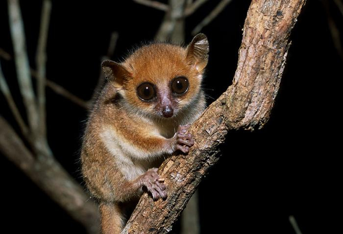 Madame Berthe's mouse lemur Madame Berthe's mouse lemur