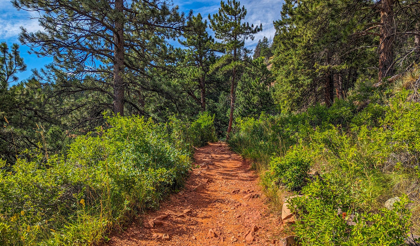A rocky red trail leading into a stand of pine trees. 