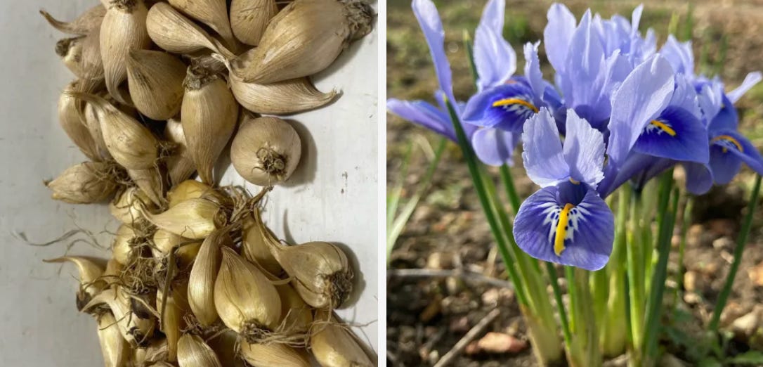 bulbs and a pretty iris flower