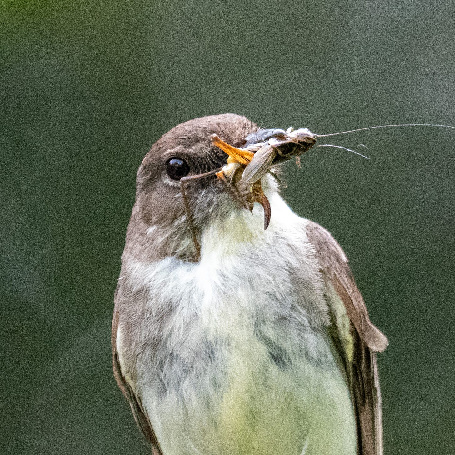 A close-up of an Eastern phoebe with a cricket in its beak