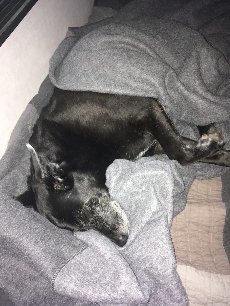 Black dog sleeping in a wool blanket.