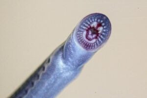 juvenile Australian brook lamprey