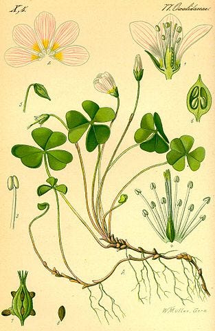 Weed of the month: oxalis | Stuff.co.nz