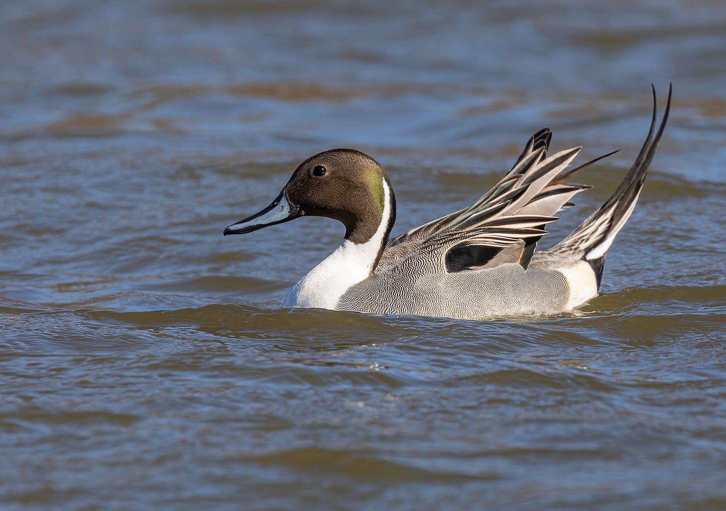 A male northern pintail floats on the water. He has a dark head, but his bright white feathers on his breast swoop up onto the back of his neck and head. His body feathers are an incredibly fine pattern of black and white wavy lines. His tail feathers are very long and point up. He is very elegant looking!