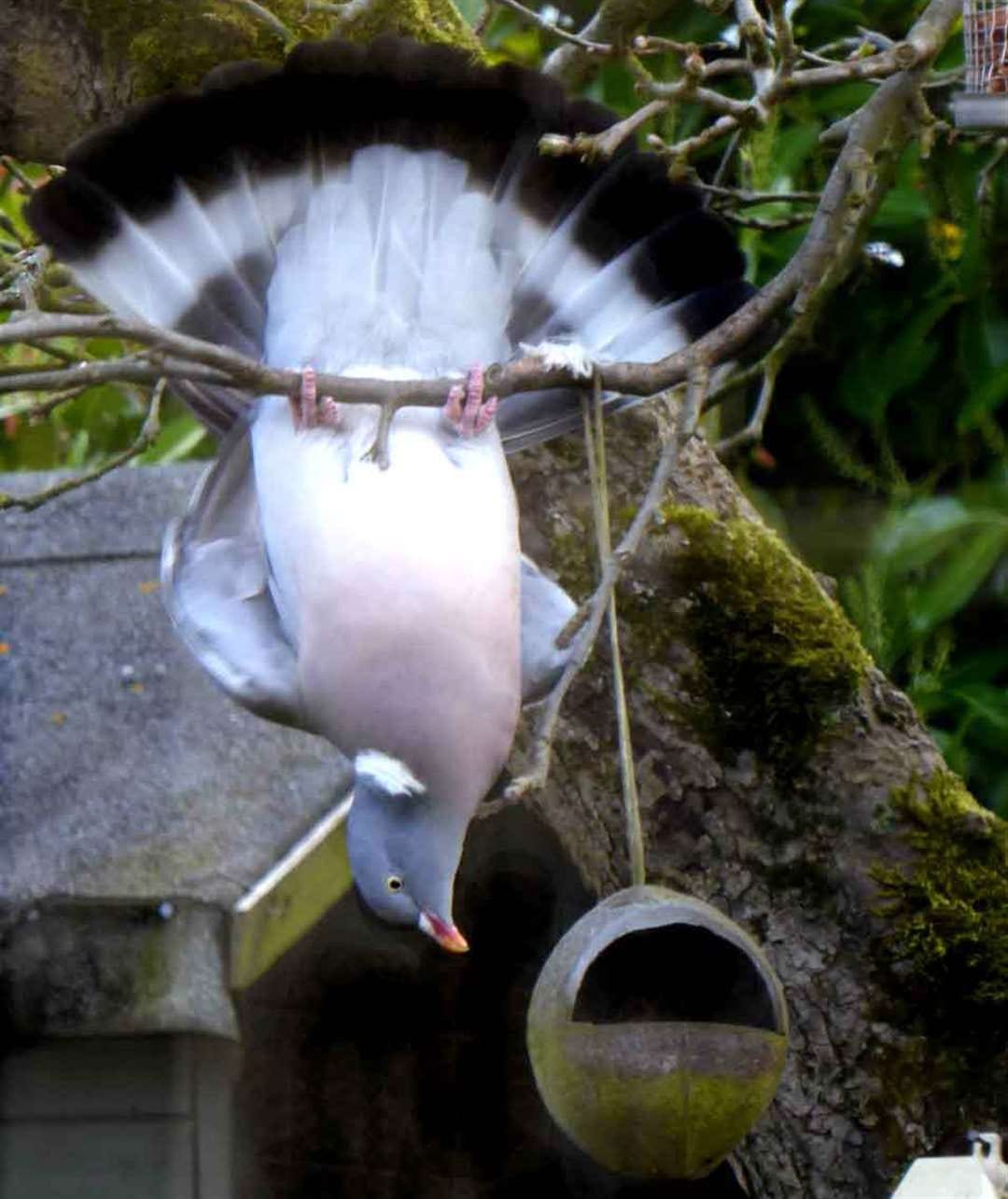 Fred the pigeon finally gets the hang of feeding time