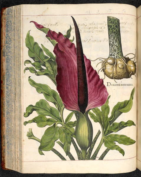 Dracontium May, dal Giardino di Eystetensis, di Basil Besler da Basilius Besler