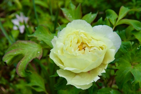 This lovely butter yellow tree peony was a new edition last year, so I am pleased to have it in flower for the first time. 