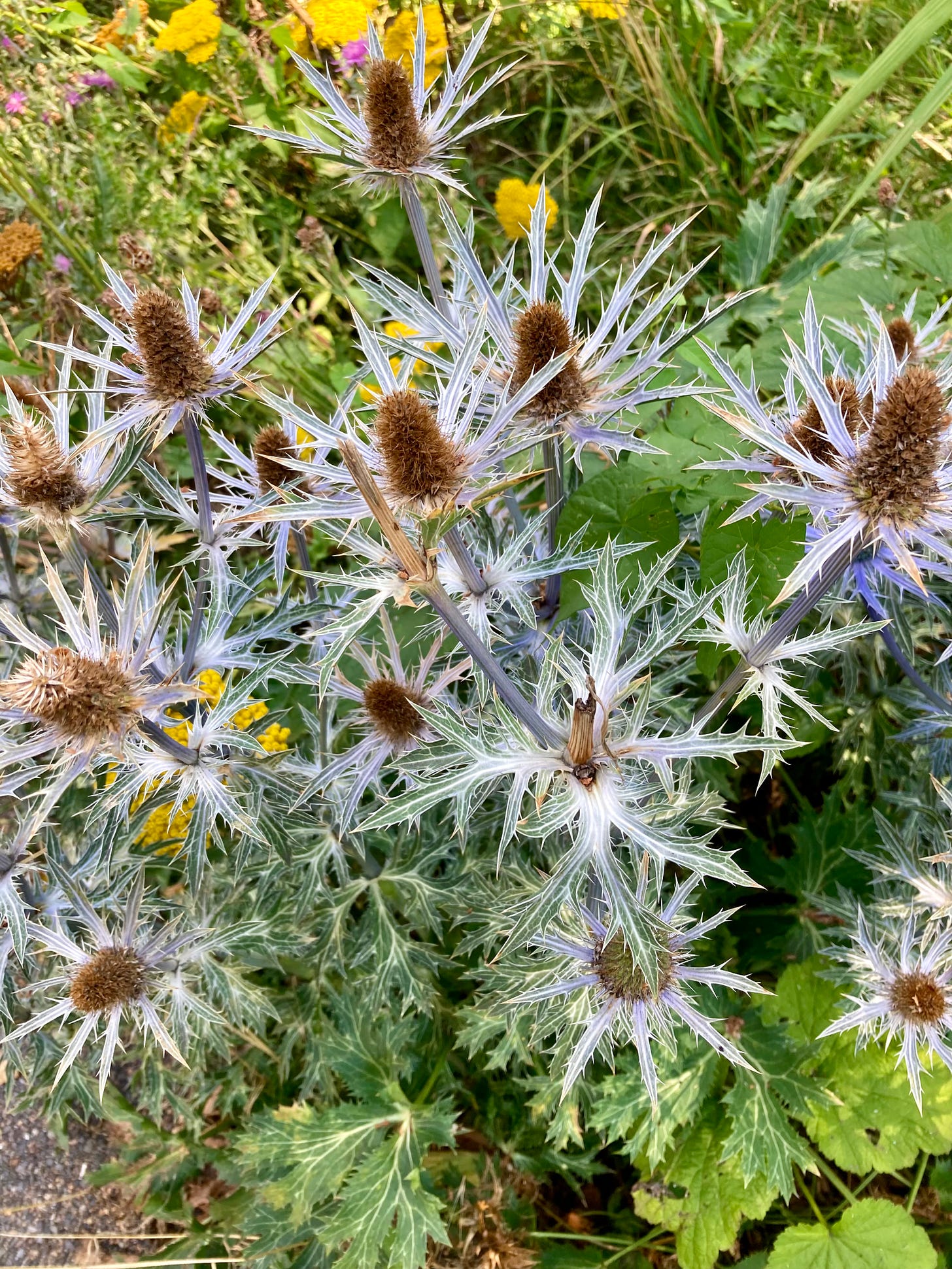 Eryngo, or sea holly plants. 