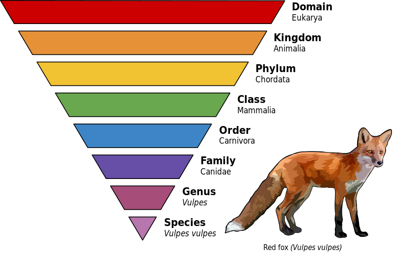 File:Taxonomic Rank Graph.svg