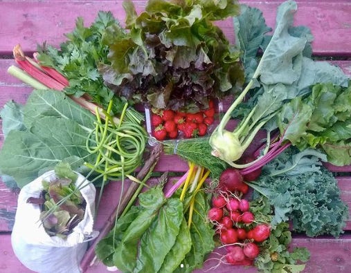 collection of veggies on a purple background