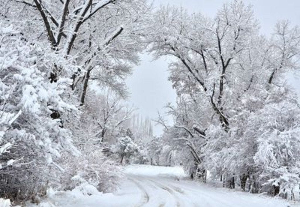 snow on trees in Niagara Falls in Winter