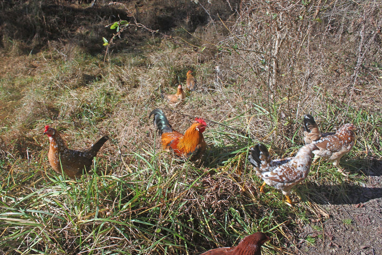 Chickens, at last - by Jennifer Quinn