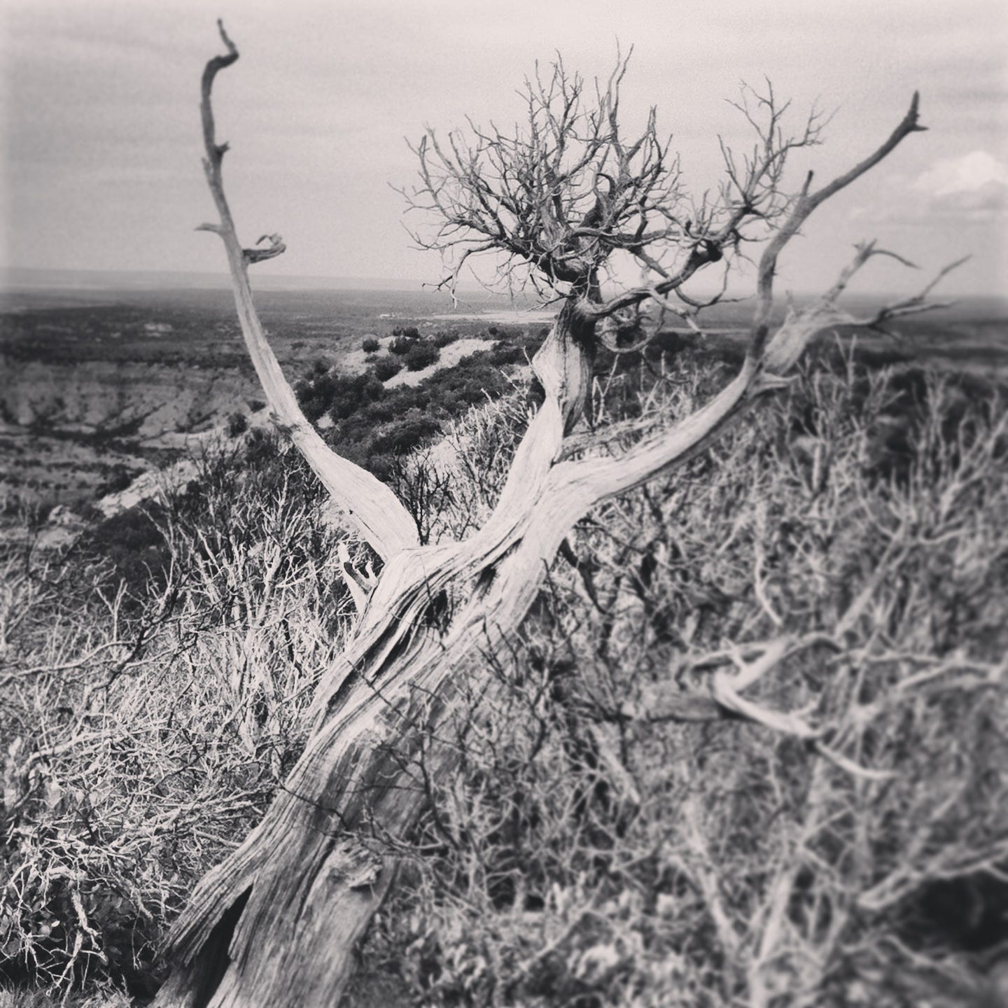 Black and white photo of a mangled juniper tree in Caprock Canyons State Park