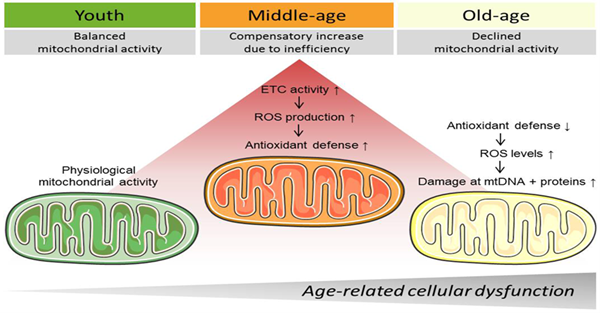 age-related cellular dysfunction 