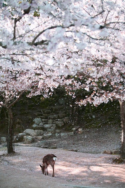 Japan Cherry Blossoms with a deer grazing underneath Japan Cherry Blossoms with a deer grazing underneath
