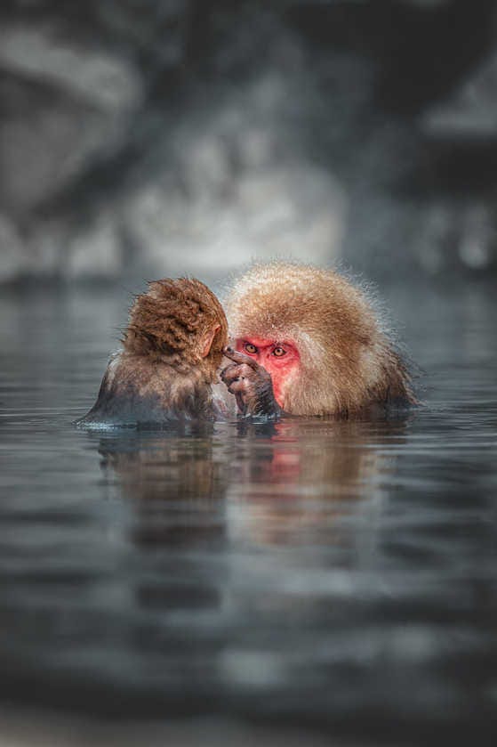 una madre de macaco japonés, peluda y con la cara roja, enseña a su cría mientras están metidas en una piscina de agua termal
