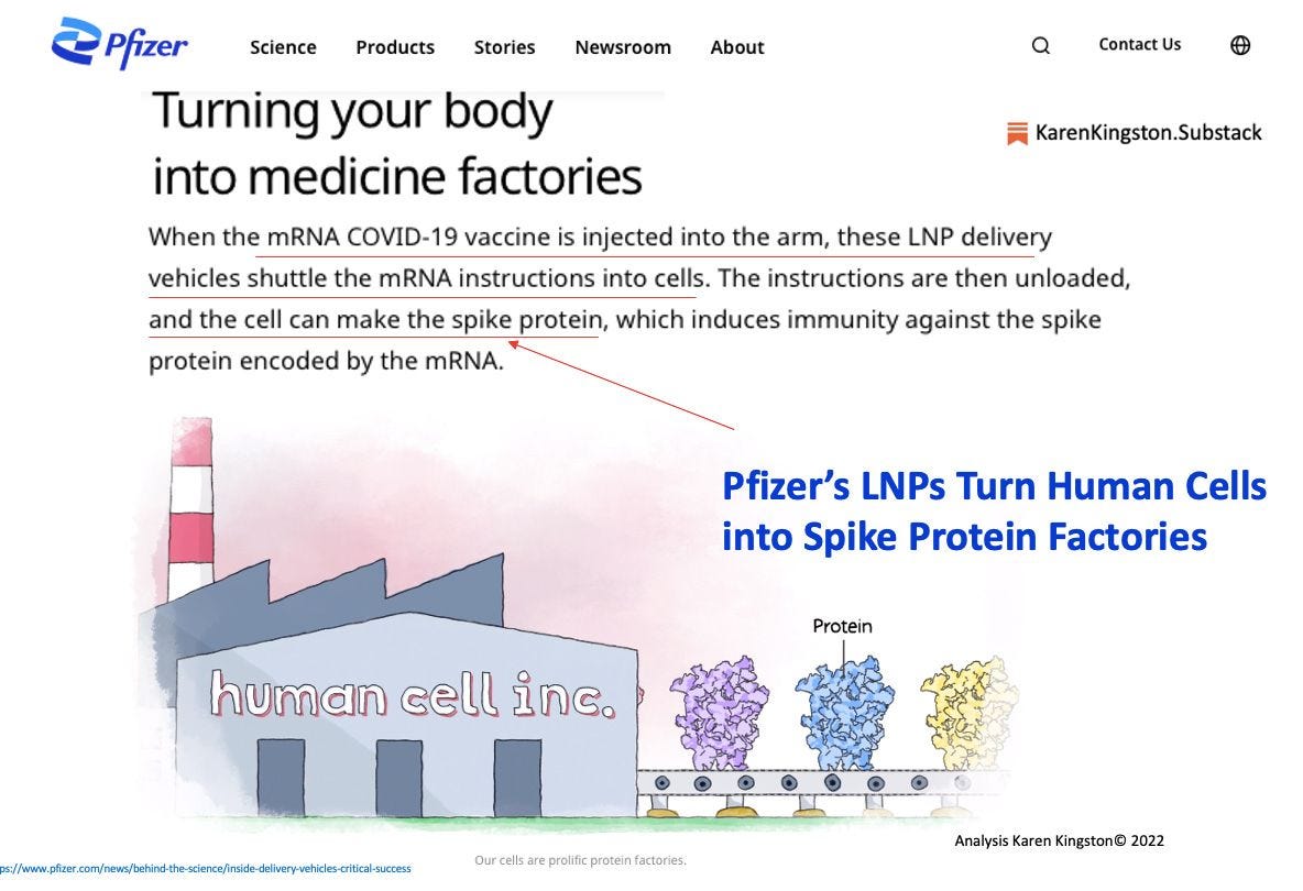 May be a graphic of text that says "Science Products Stories Newsroom About Contact Us Pfizer Turning your body into medicine factories When the mRNA COVID-19 vaccine is injected into the arm, these LNP delivery vehicles shuttle the mRNA instructions into cells. The instructions are then unloaded, and the cell can make the spike protein, which induces immunity against the spike protein encoded by the mRNA. KarenKingston.Substack Pfizer's LNPs Turn Human Cells into Spike Protein Factories Protein human cell inc. / actories, AnalyssKarenKingston©2022 Karen Kingston© 2022 Analysis"