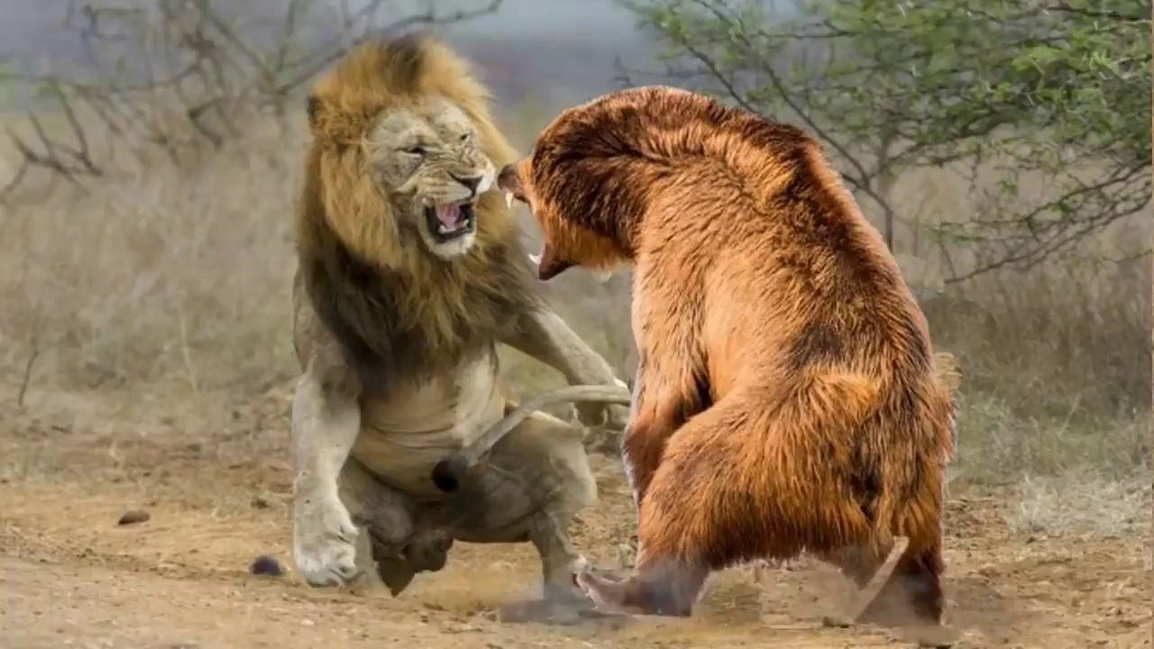 Lion vs Bear Real Fights video - YouTube