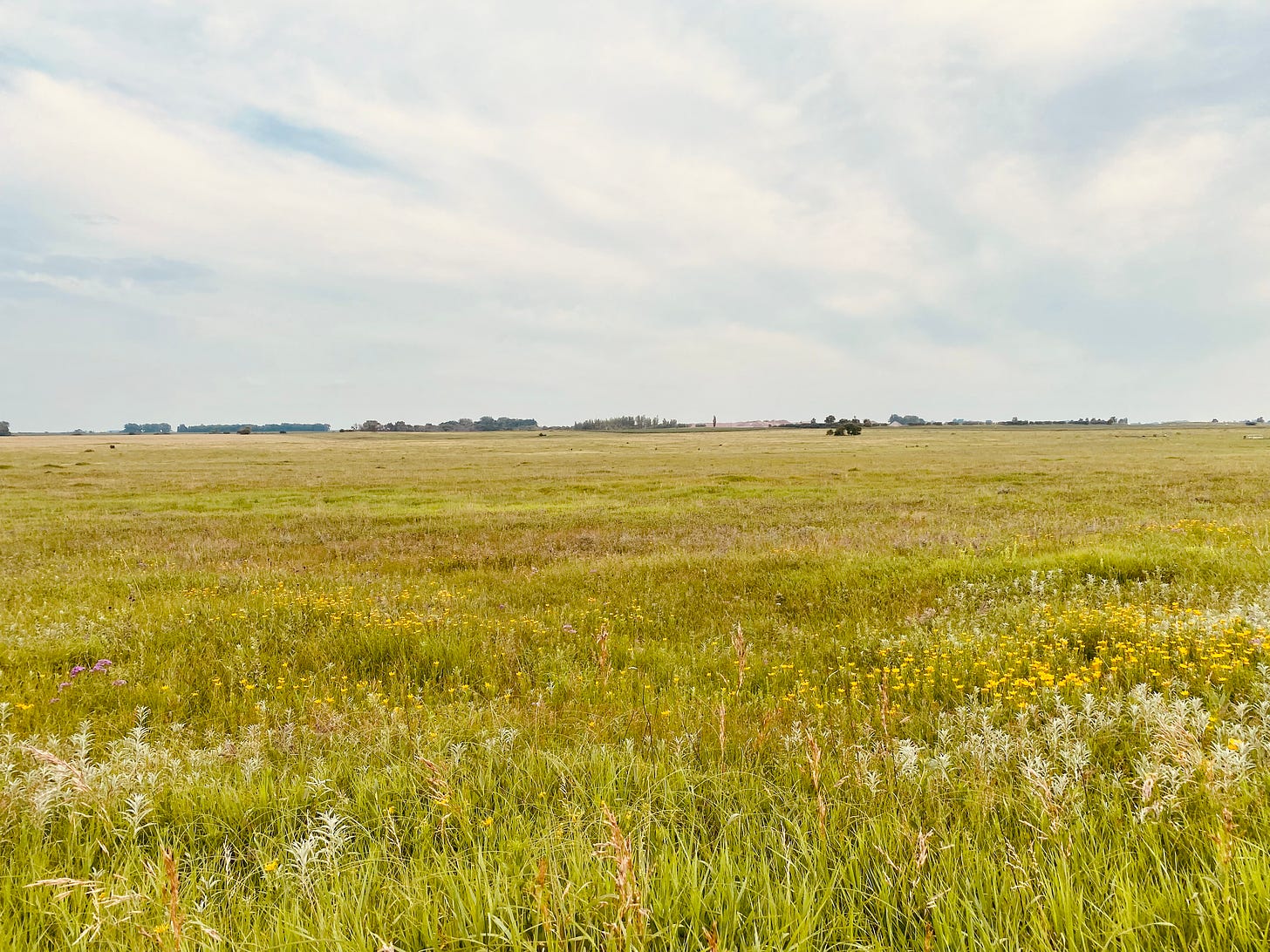A photo of the prairie with several different flowers and some clusters of trees in the distance, bordering farmlands