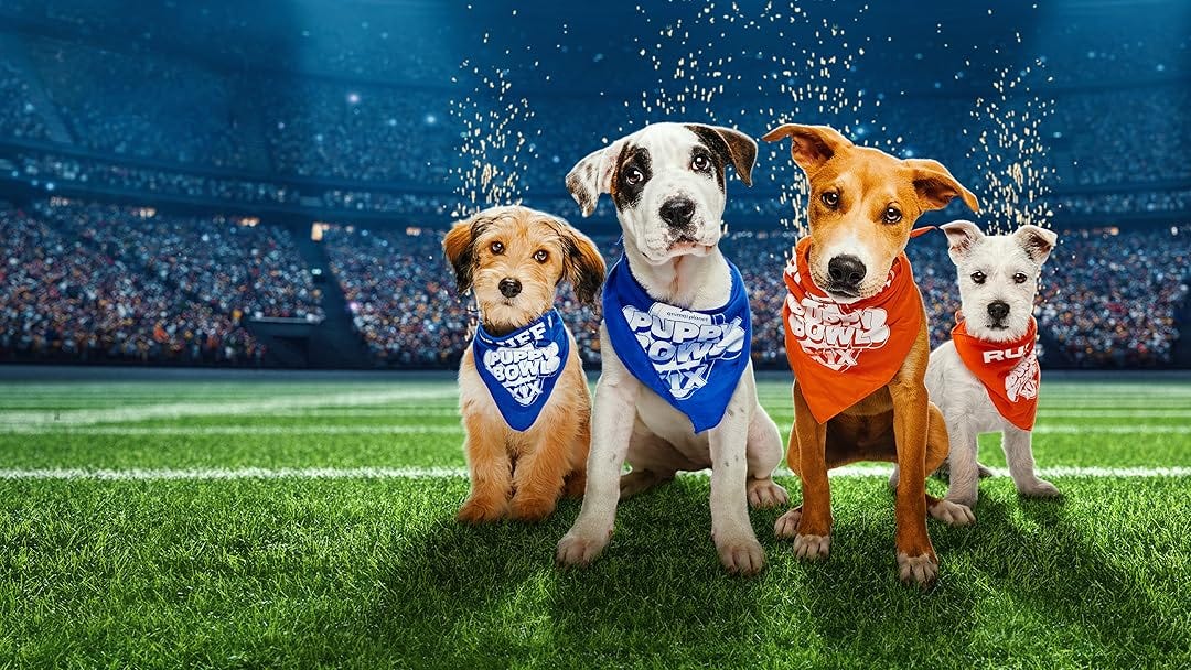 Watch Puppy Bowl - Season 19 | Prime Video