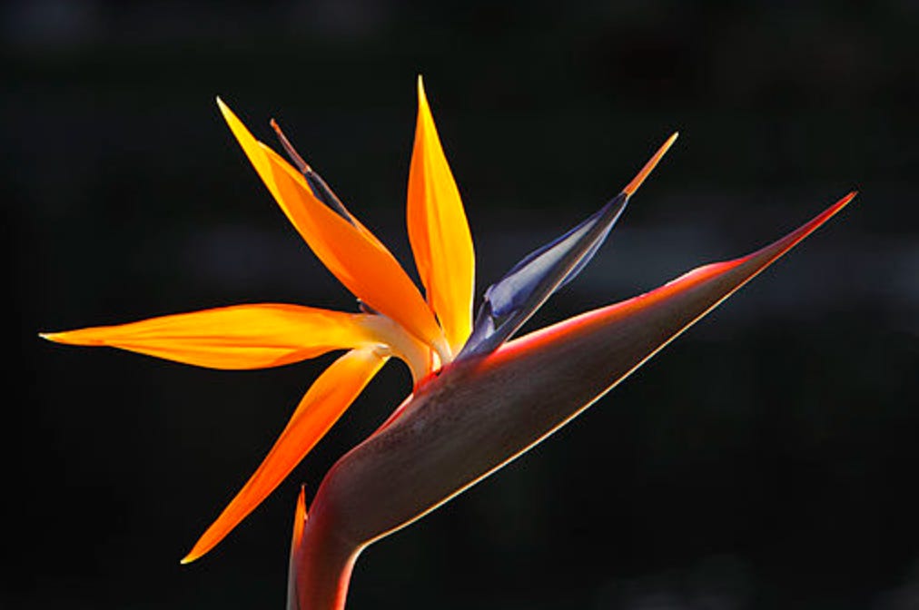 blooming bird of paradise flower