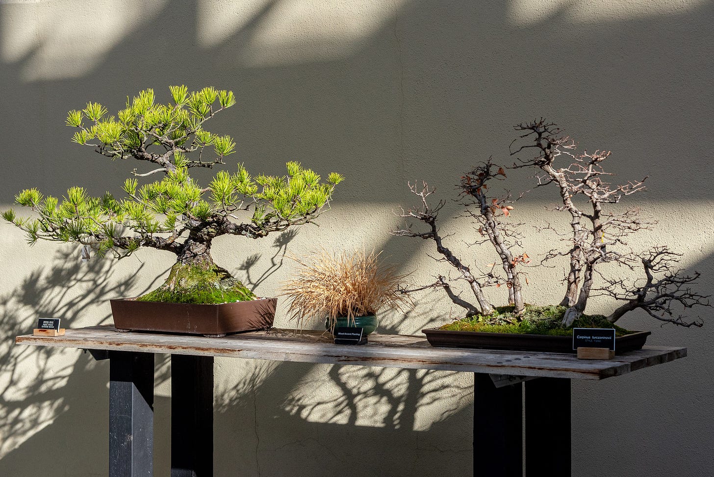 ID: Photo of two bonsai, a rugged and flaky barked pine with heavy limbs, and a forest planting of slender and and elegant beech trees.