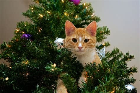 Cat up the Christmas Tree! | Elegant christmas trees, Christmas tree ...