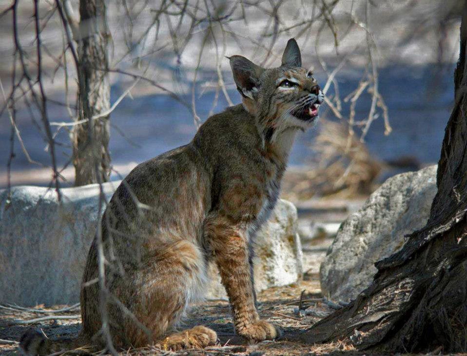 Bobcat at Sonny Bono NWR-3