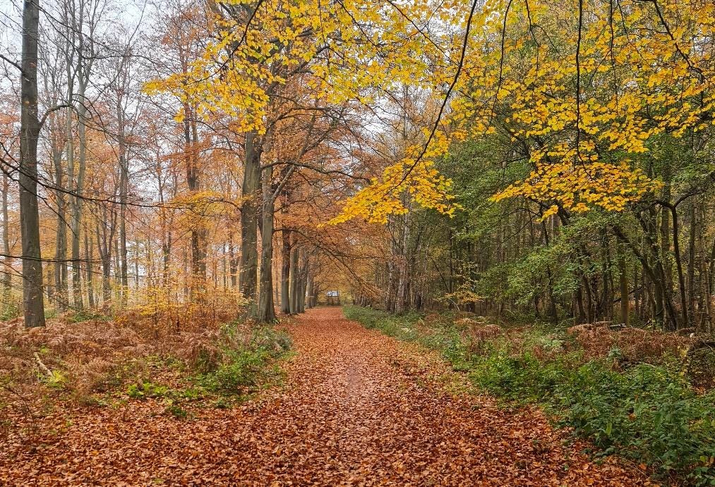 A path through a forest

Description automatically generated