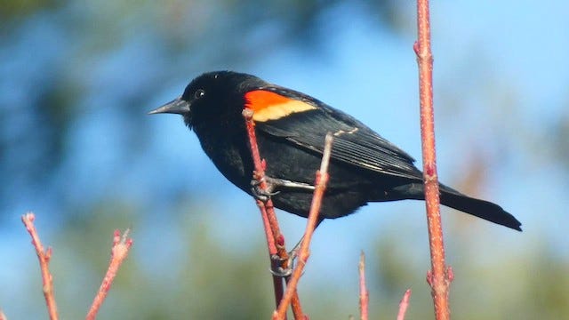 Red-winged Blackbird (Red-winged) - eBird