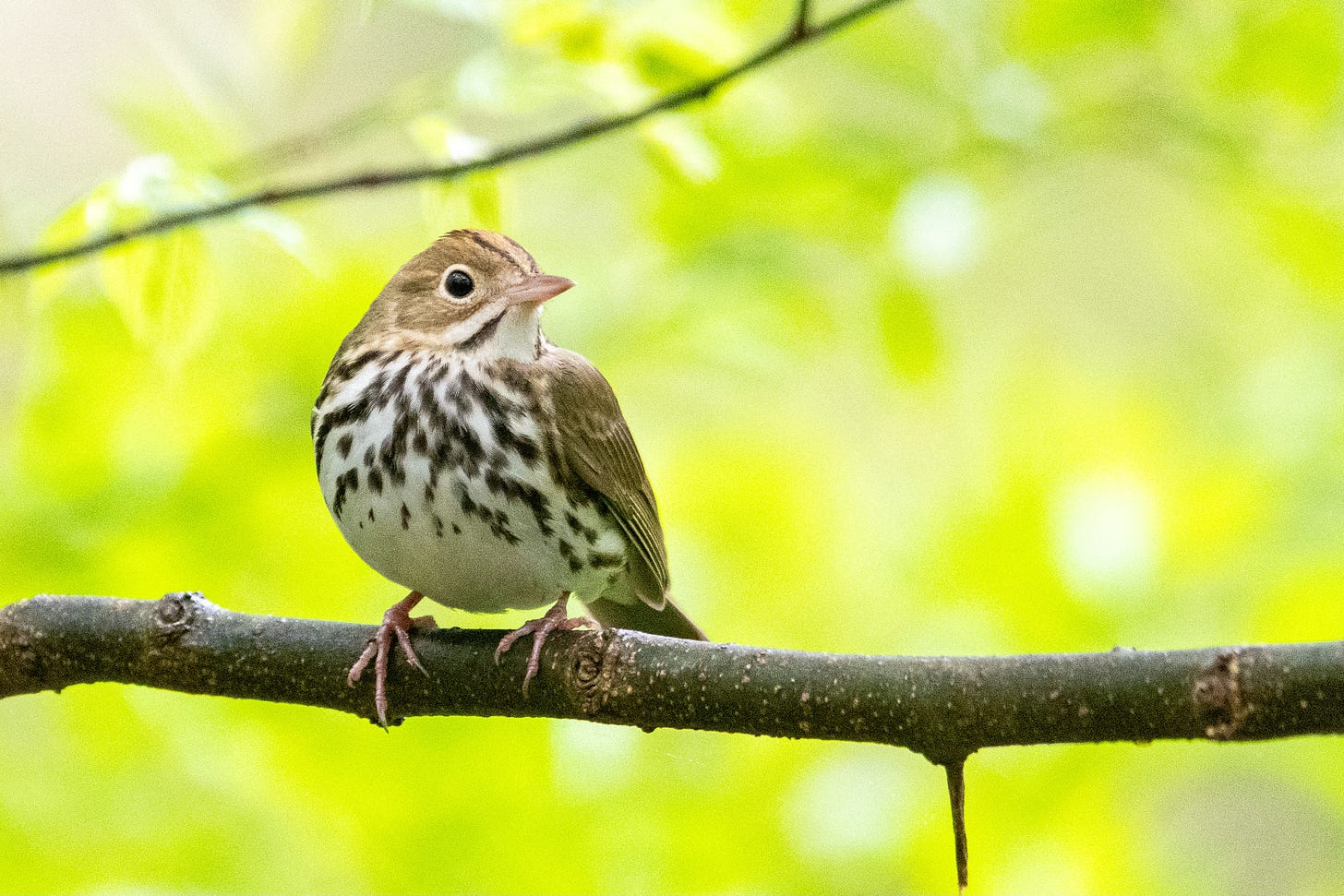 A small bird with a boldly streaked chest and an orange crown with racing stripes on either side is perched on a branch