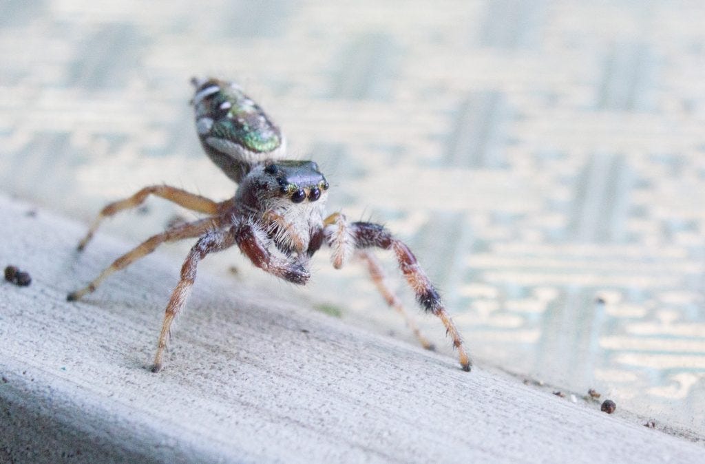 Phidippus