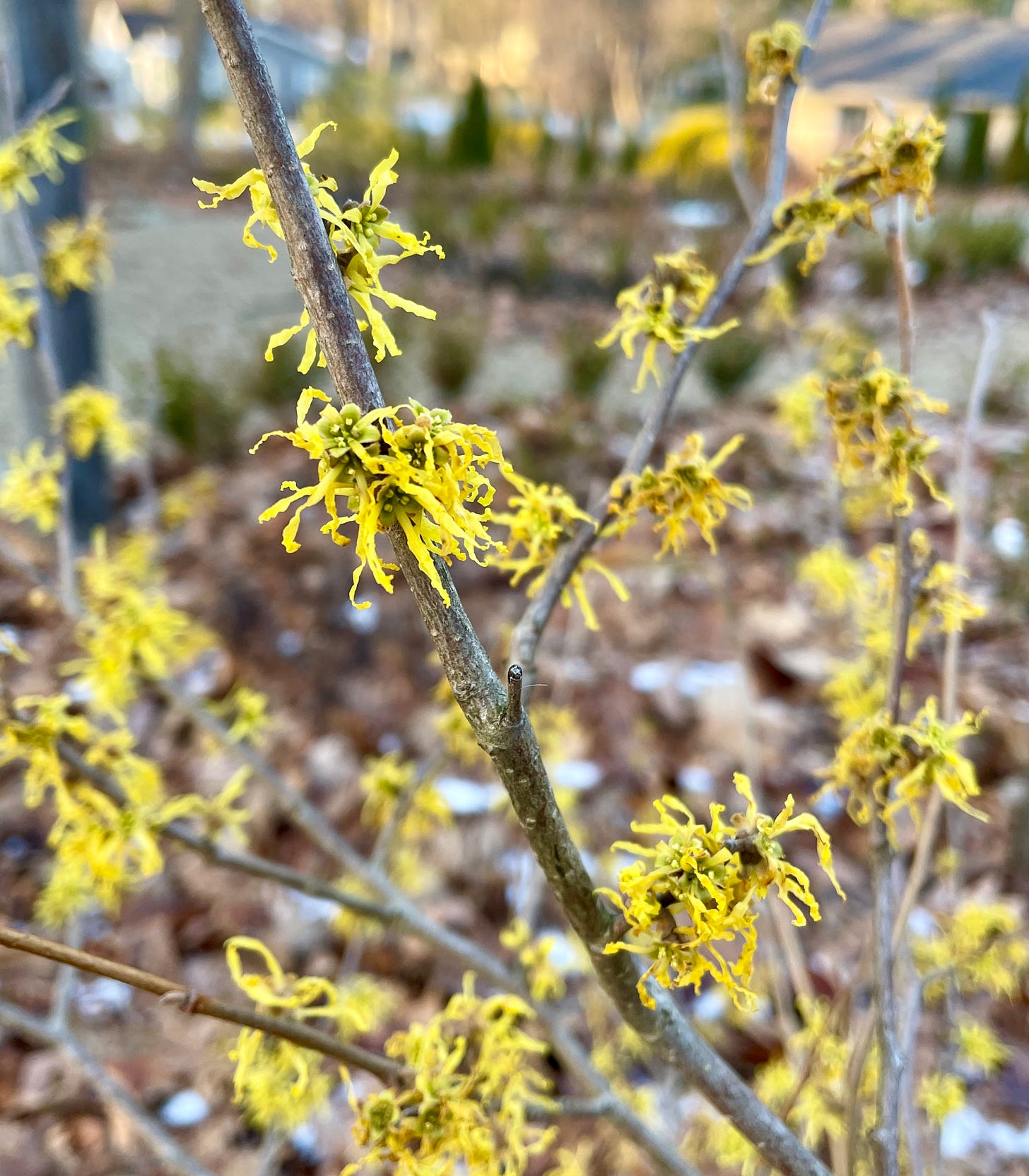 Lemon peel-colored Hamamelis ‘Ice Queen’ near the Moss Walk. 