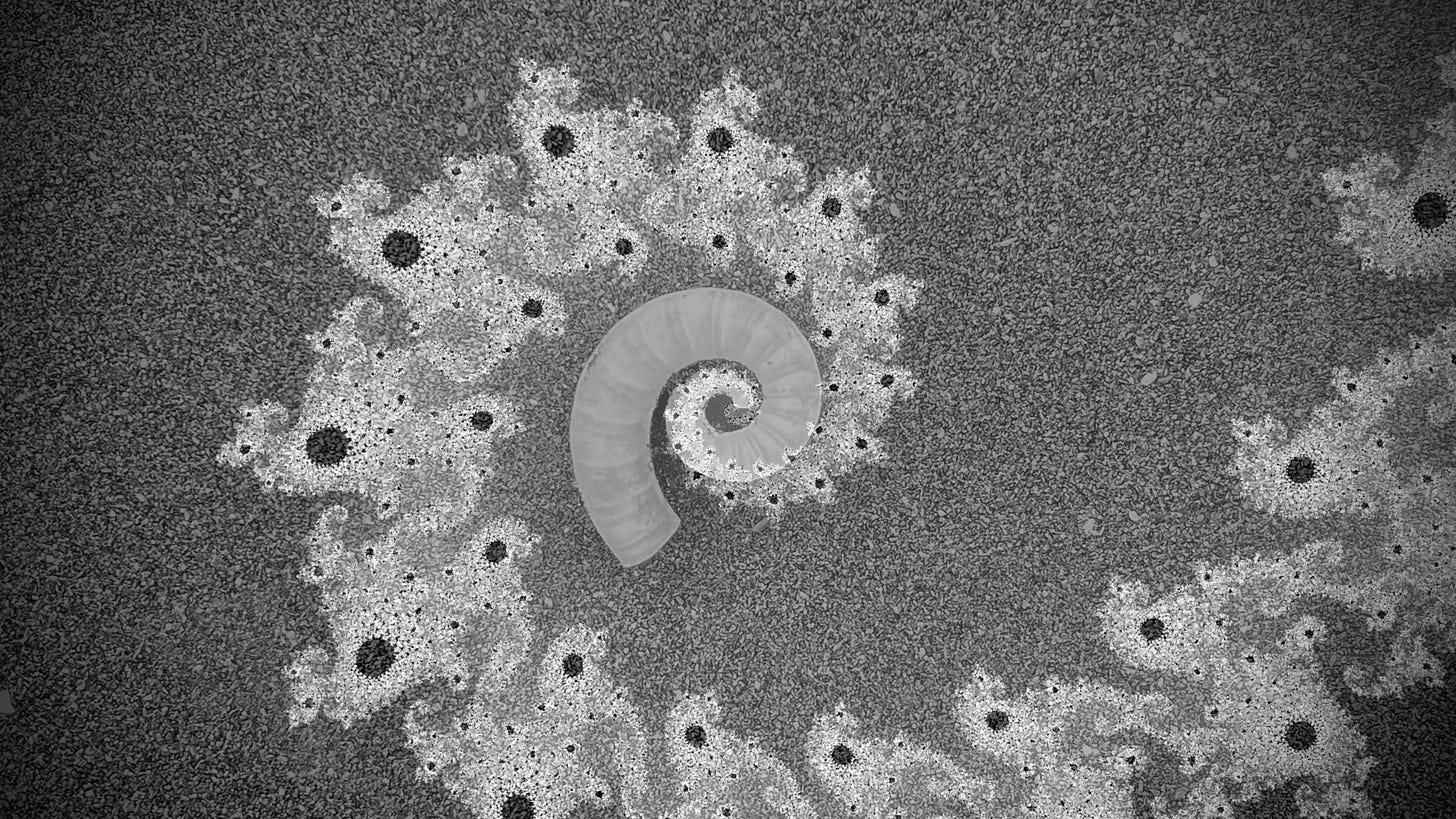 Per ChatGPT: “A grayscale image of a spiral seashell centered on a textured background. The seashell pattern is detailed, with visible ridges and a gradual increase in diameter from the center to the opening. The background has a grainy appearance with lighter, flower-like patterns scattered around in a continuation of the spiral, featuring dark centers that resemble the centers of flowers.”