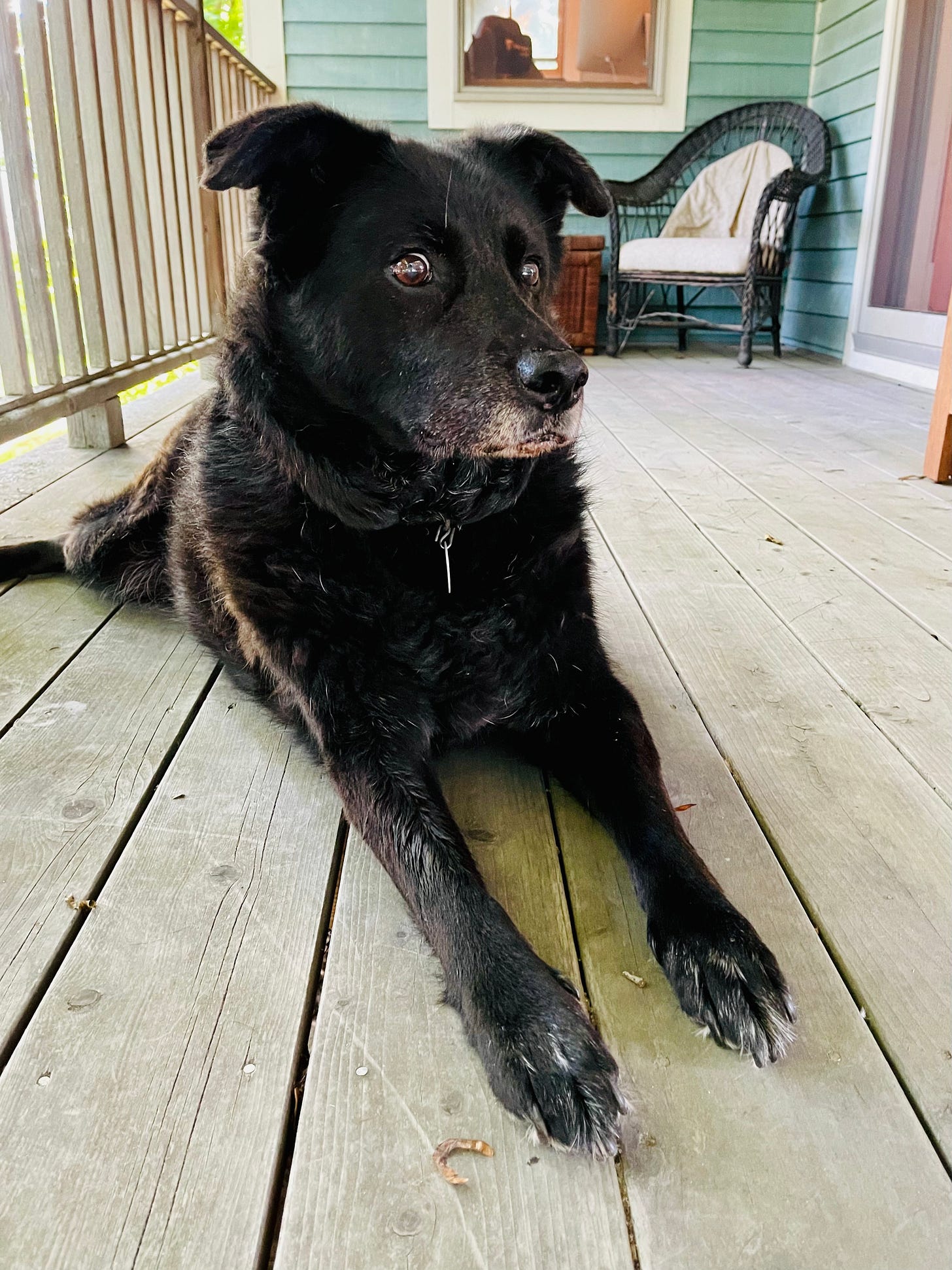 shocked looking dog on porch