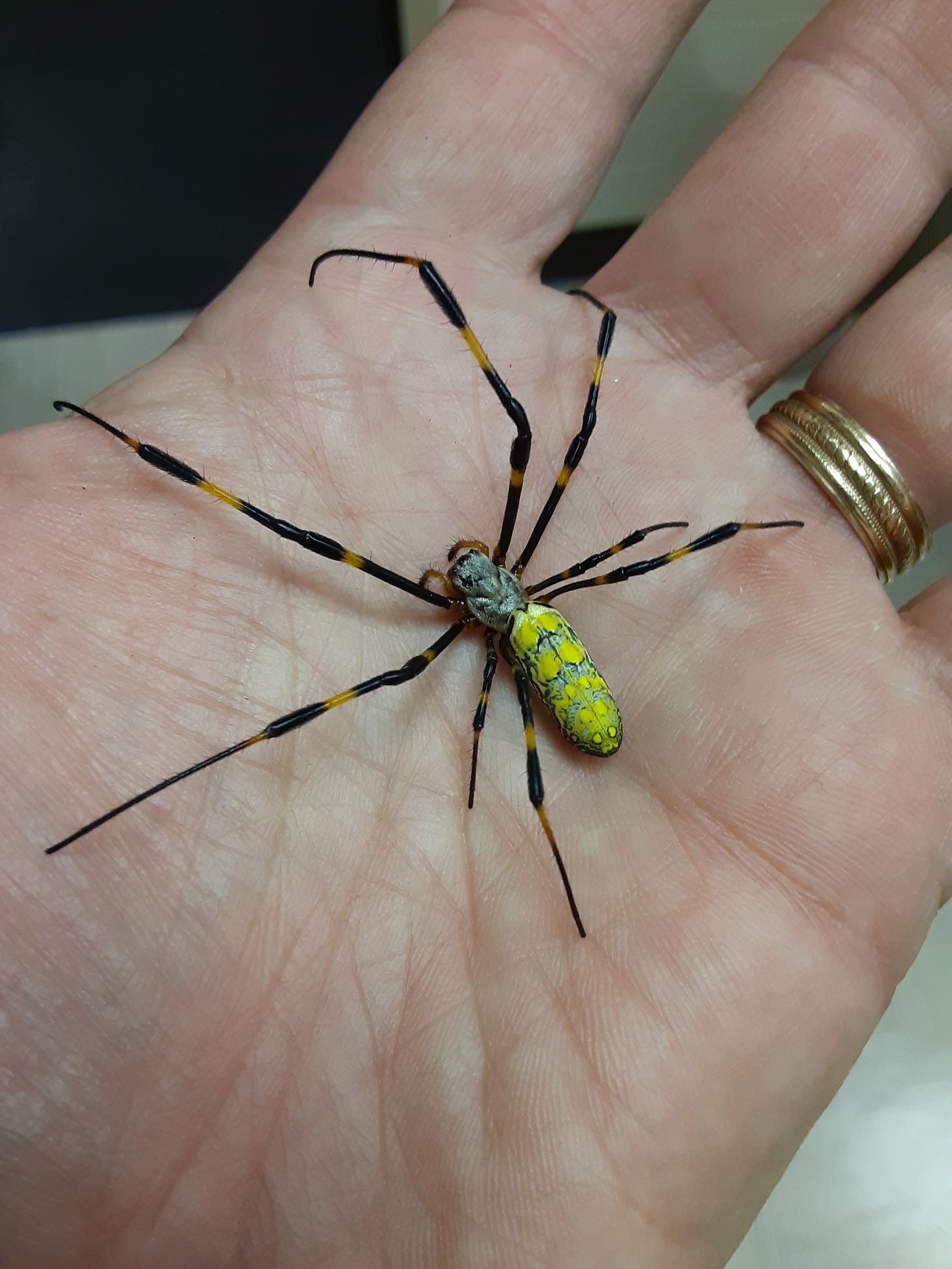 Giant 'flying' Joro spiders could soon invade N.J., N.Y. and Pa ...
