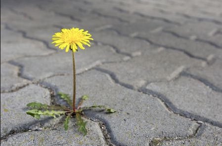 Dandelion Determination - Thrive Global