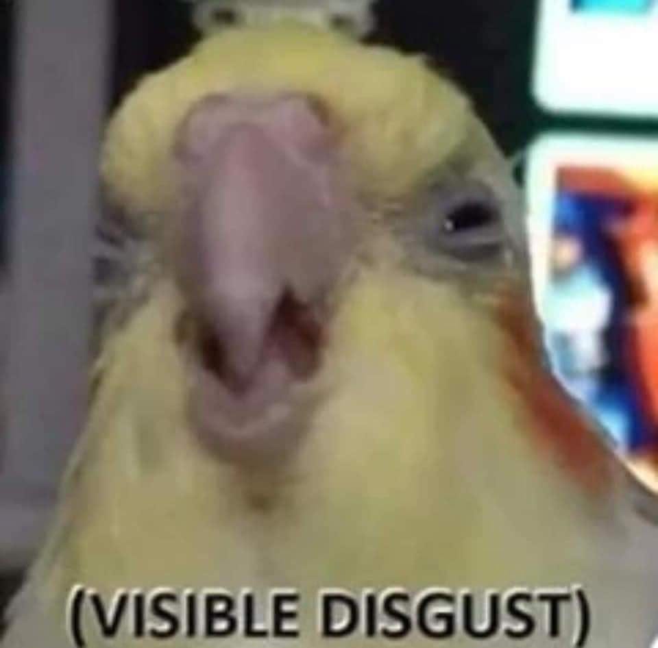 visible disgust : r/cockatiel