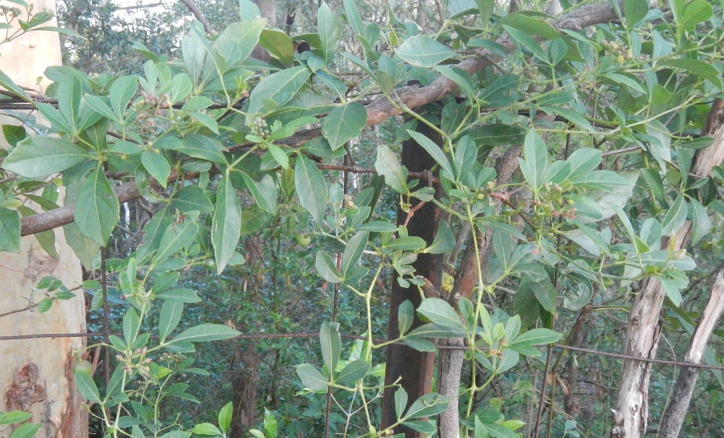 Clematicissus opaca [foliage - ATLAS].jpeg