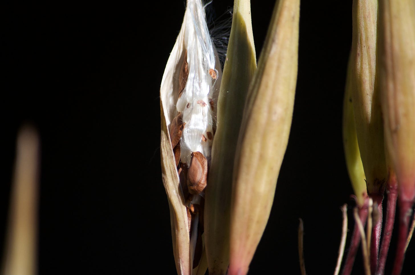 A milkweed seedpod, just cracking open.