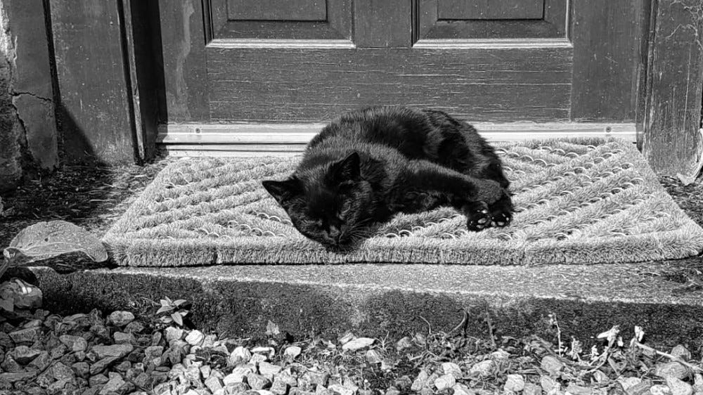 A black cat lying on a doormat looking at the camera with malice 