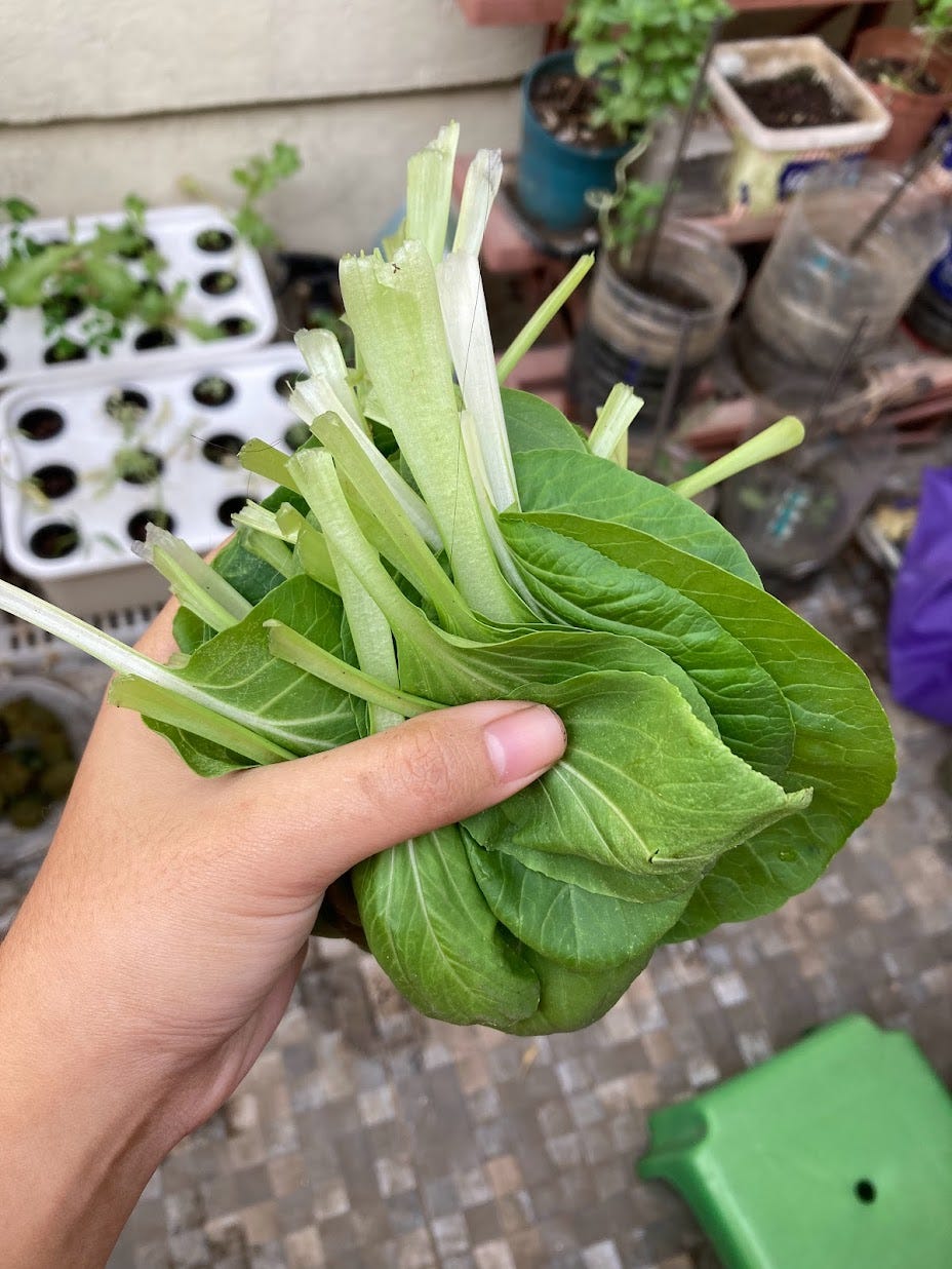 Regina Peralta, a zero-waste advocate, harvests pechay or bok choy from a hydroponics balcony garden.