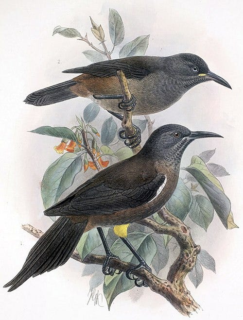 File:Moho braccatus.jpg File:Moho braccatus.jpg