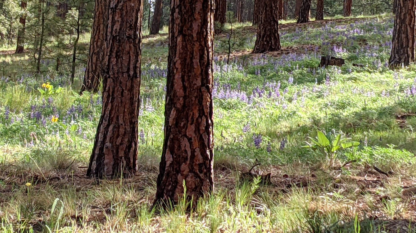 thick trunks of pine trees and purple and yellow flowers on a hillside