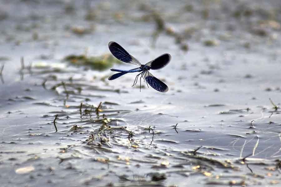 dragonfly hovering over water