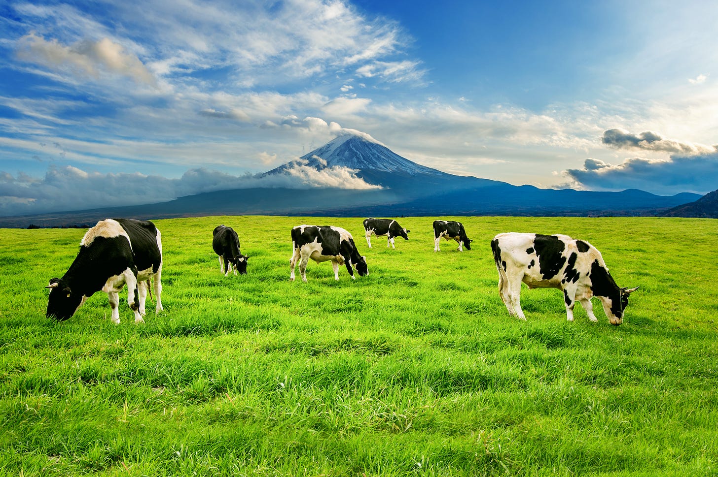 https://www.freepik.com/free-photo/cows-eating-lush-grass-green-field-front-fuji-mountain-japan_10695438.htm#fromView=search&page=1&position=4&uuid=ec85108f-4c7a-4583-812f-81c42953983d