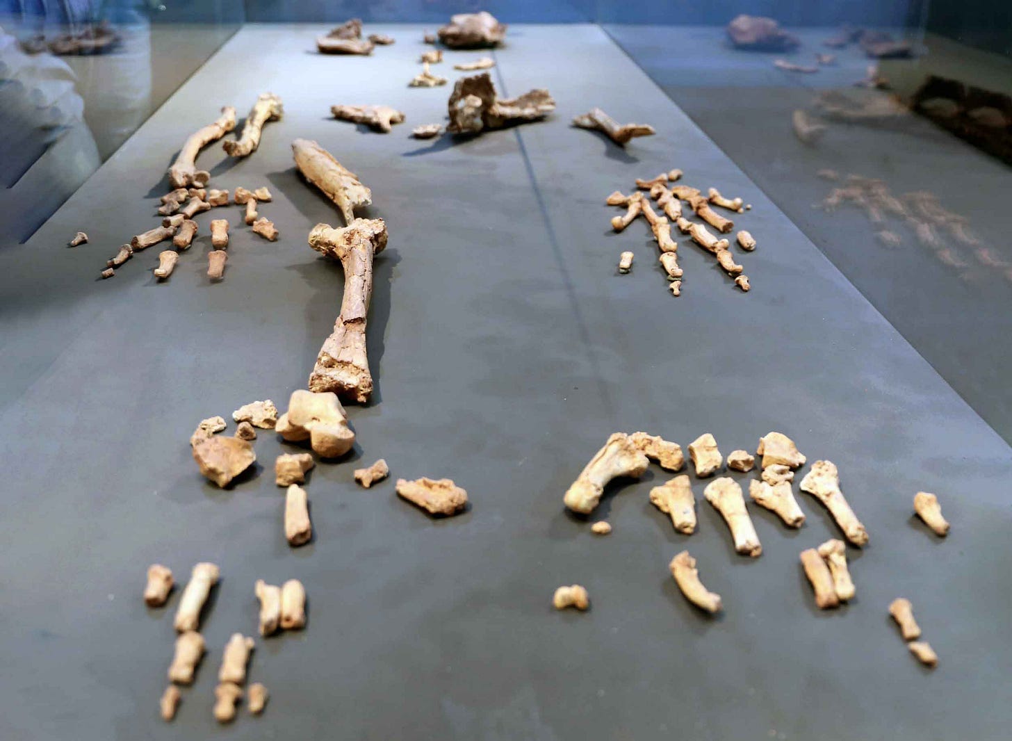 Skeleton with bones and fragments in a display case Skeleton with bones and fragments in a display case