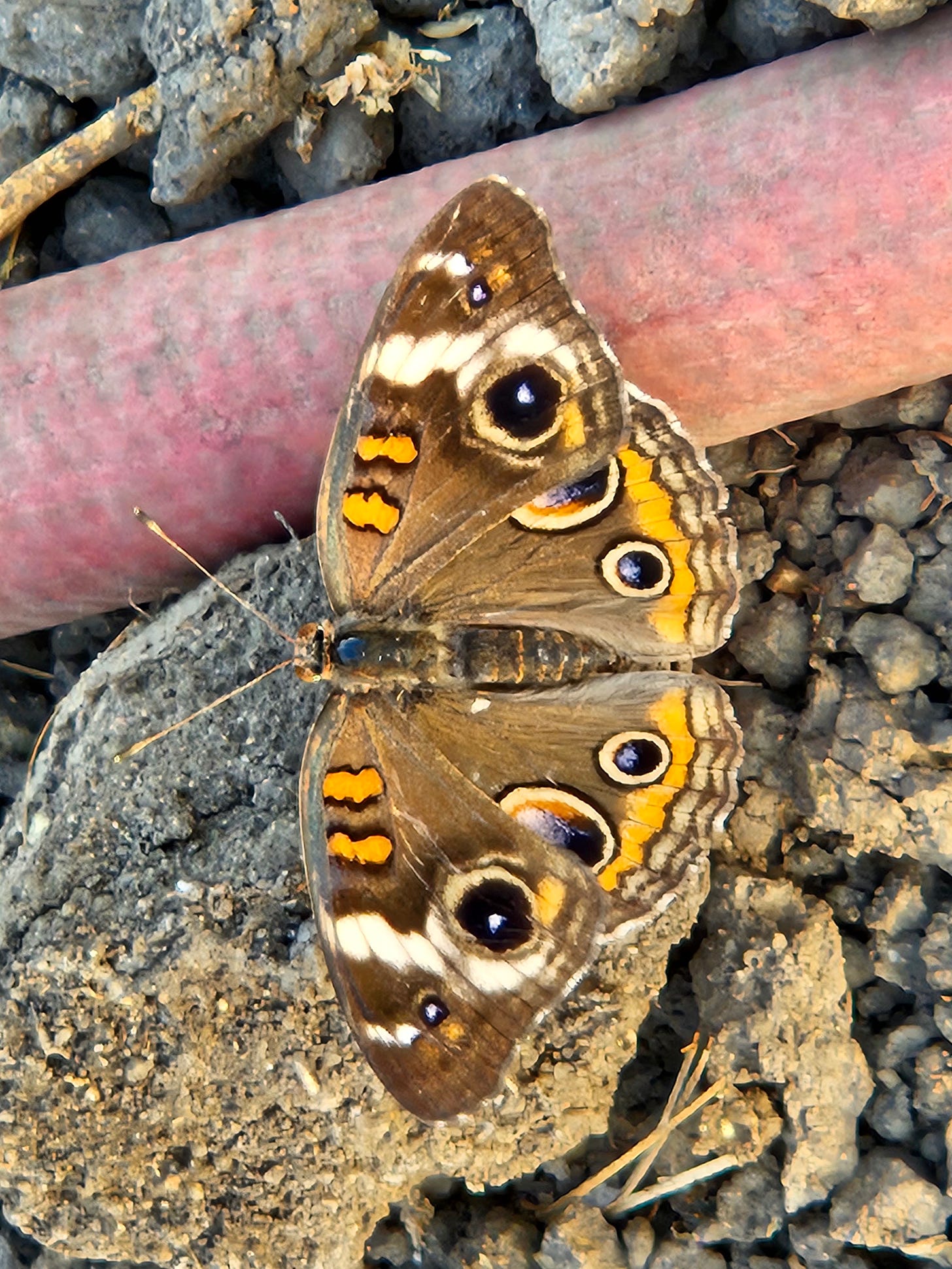 Common Buckeye butterfly