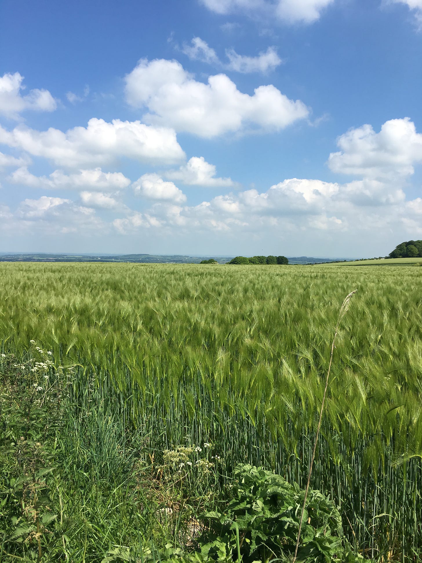 A wheat field in spring, with clumps of trees and distant hills.